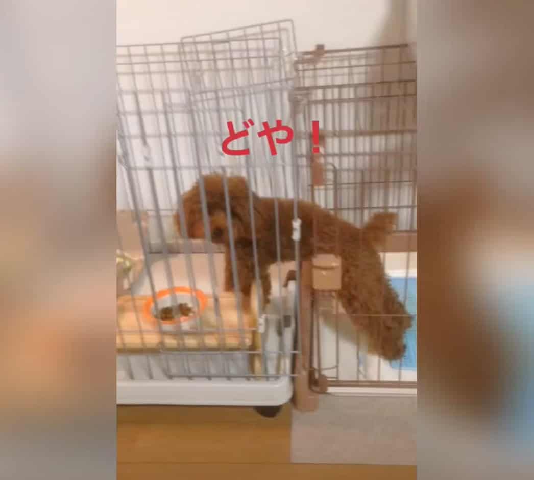 これならプラマイゼロ 一生懸命筋トレに励むトイプードルくん 実は独特なやり方で しているだけだった プードルのいるくらし これならプラマイゼロ 一生懸命筋トレに励むトイプードルくん 実は独特なやり方で しているだけだった プードルのいるくらし