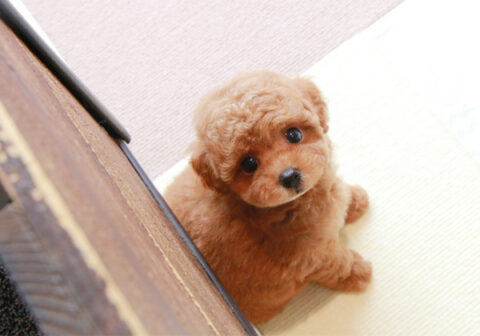 タイニープードルとは トイサイズとの違いや性格 値段 体重の推移まで プードルのいるくらし