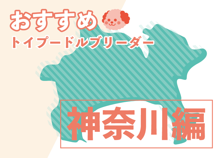 神奈川でおすすめのトイプードルのブリーダー７選 優良犬舎の口コミや評価を紹介 プードルのいるくらし
