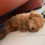 トイ プードルの羊カットが可愛い まるで本物の子羊な画像集 プードルのいるくらし