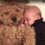 トイ プードルの羊カットが可愛い まるで本物の子羊な画像集 プードルのいるくらし