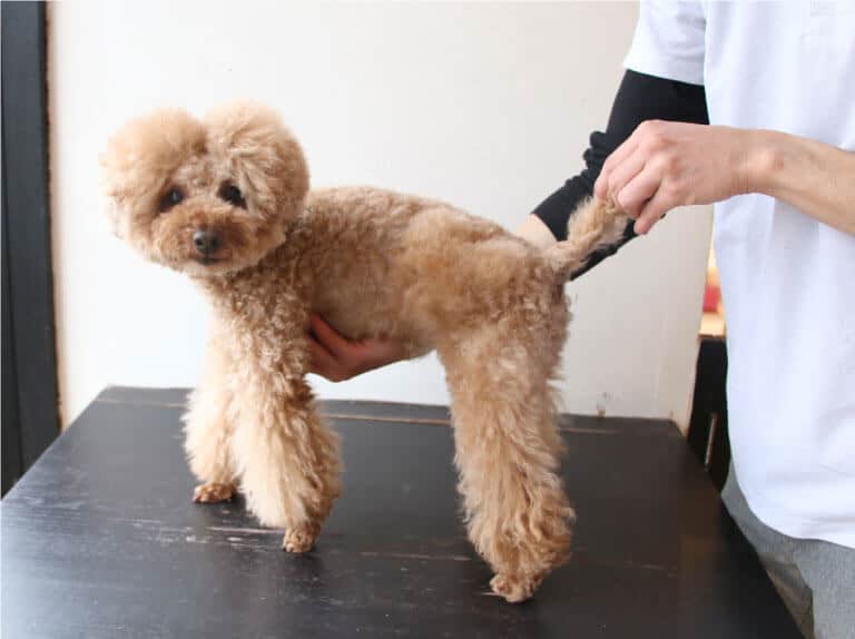 トイプードルのカットは何種類？オーダーの仕方は？ - プードル