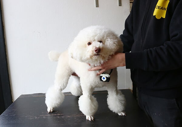 ❶オーダー中止中です　　トイプードルオーダー専用 fb78d96371aa915f74e39d386c1569