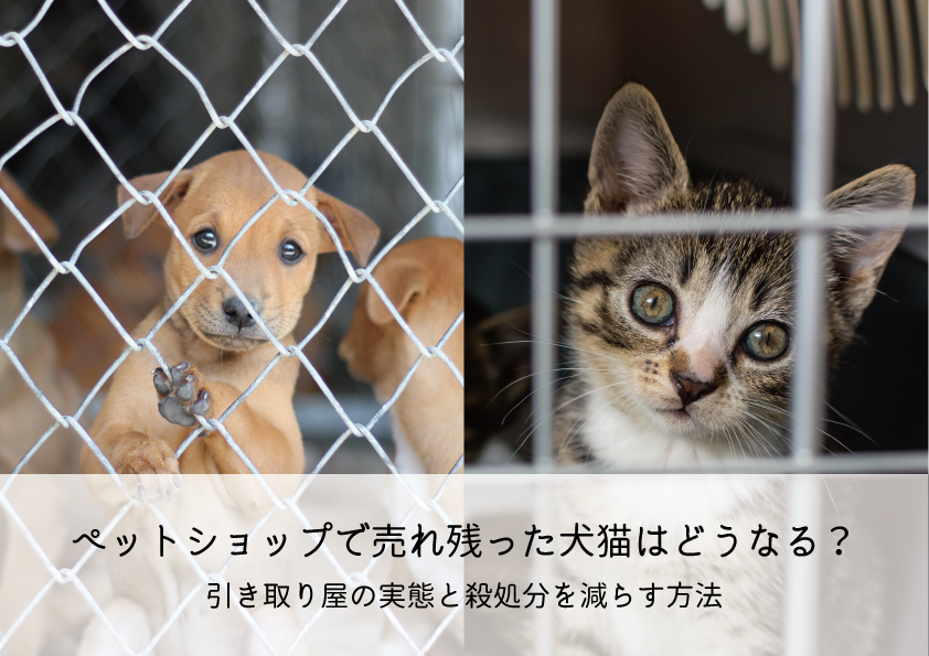 ペットショップで売れ残った犬猫はどうなる？引き取り屋の実態と殺処分