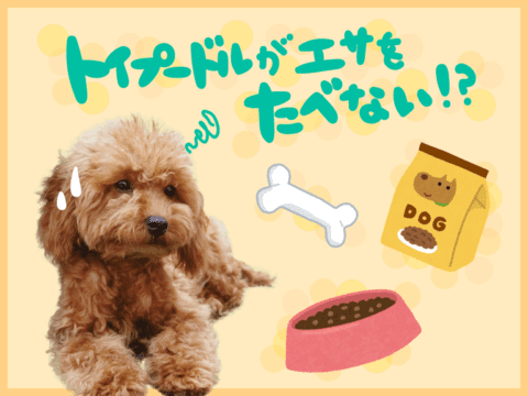 トイプードルがご飯を食べない 食欲不振の7つの原因と今すぐできる対処法 プードルのいるくらし